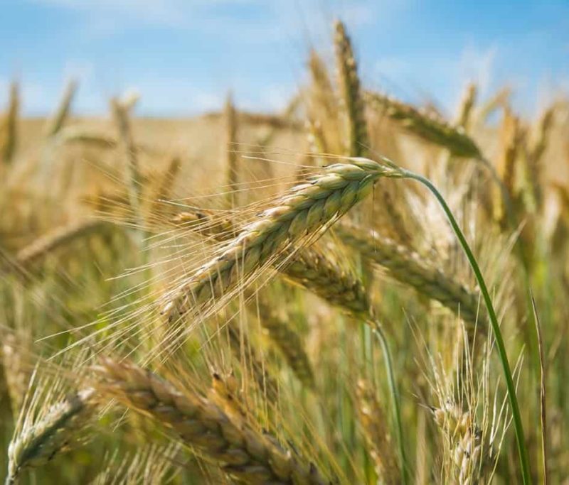 wheat farming